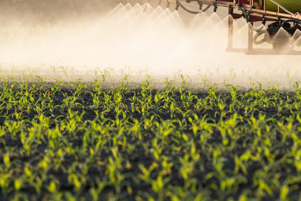 Spraying corn field