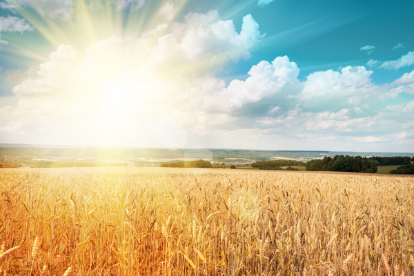 Sunny Wheat Field