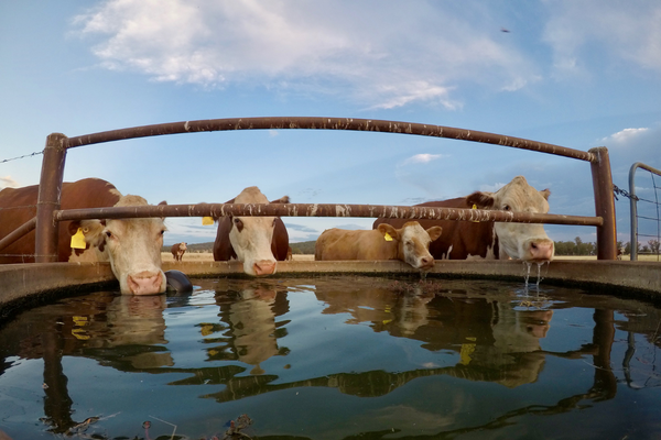 Cattle Drinking Water