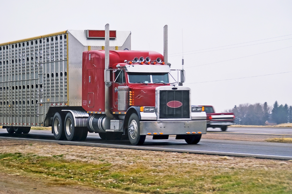 Hauling Livestock
