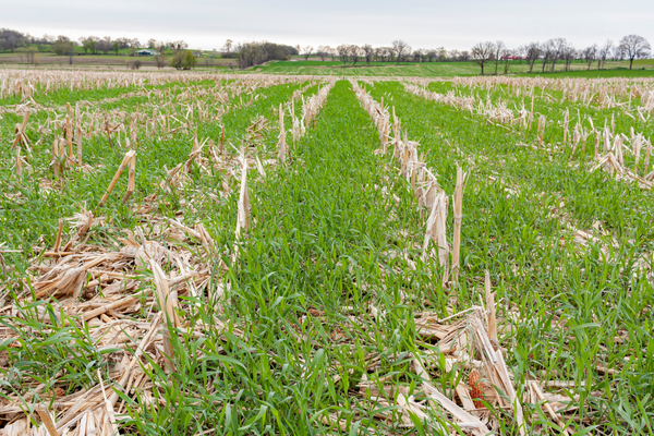 Winter Rye Growing In Corn Stalks