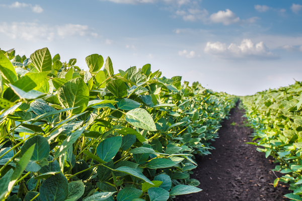Soybeans