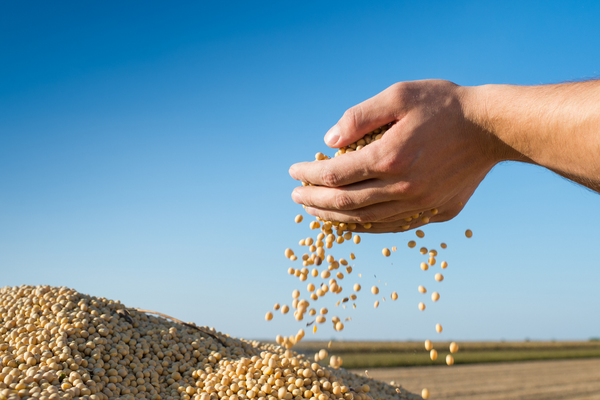 Soybeans