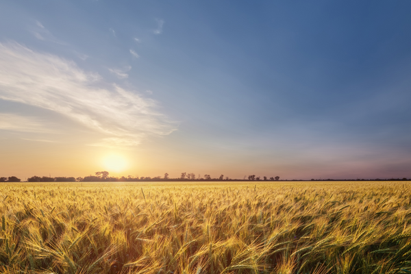 Sun Setting Over Ukrainian Wheat Field
