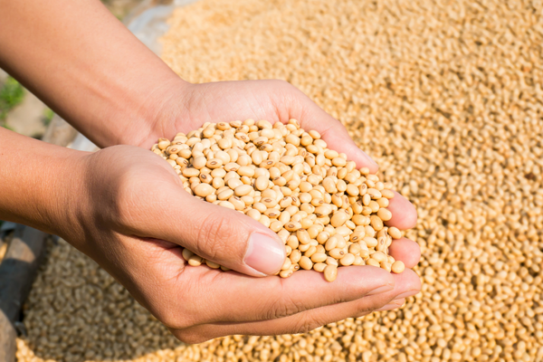 Handfuls of Soybeans