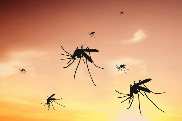 Mosquitos 