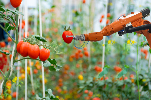 Robot picking tomatoes