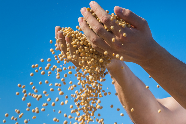 Raining soybeans