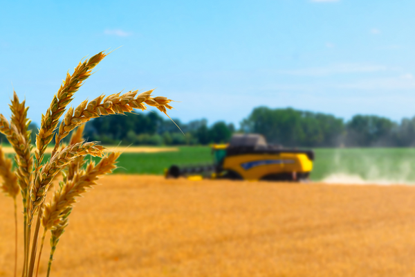 Wheat