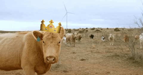 Burger King Cattle