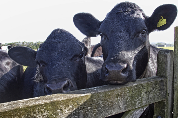 Cattle