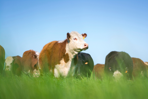 Cattle Futures