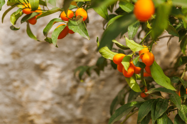 Citrus