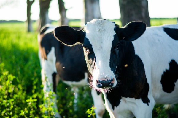 Dairy Cow