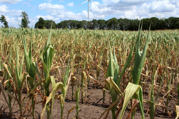 Drought Corn