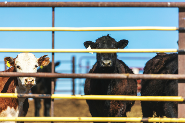 Feedlot