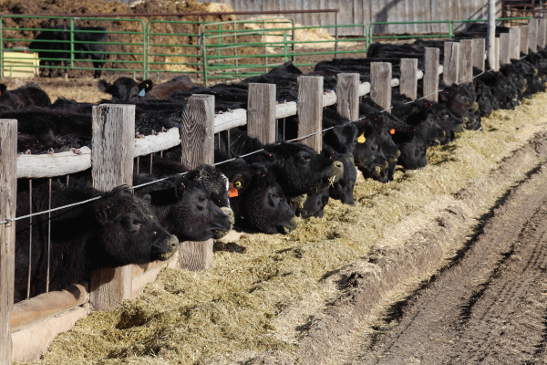 feedlot