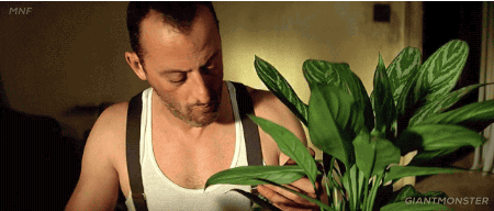 houseplant