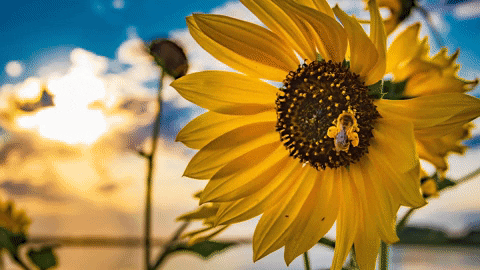 Pollen
