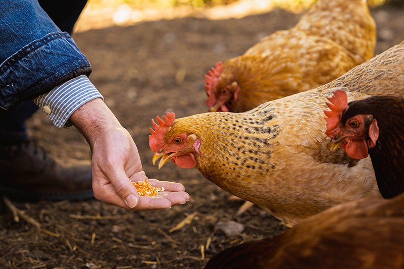 Feeding Chickens Orange Corn