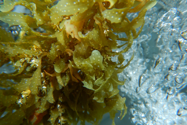 Seaweed