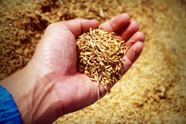 seed
