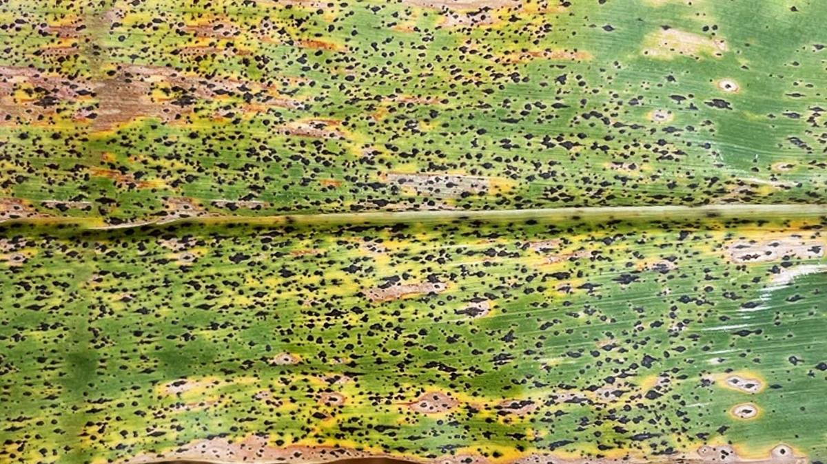 Tar Spot