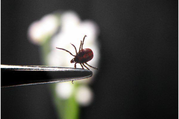 Tick