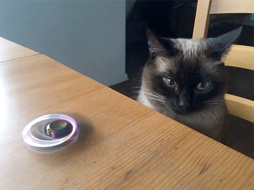 Fidget toy fun
