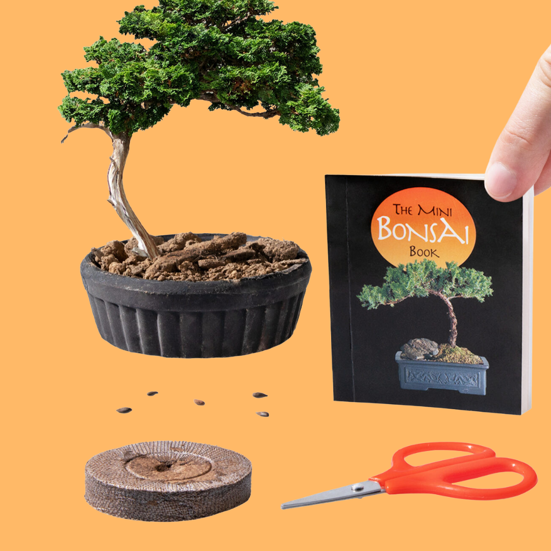 Mini Bonsai Kit!