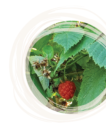 raspberries on the vine