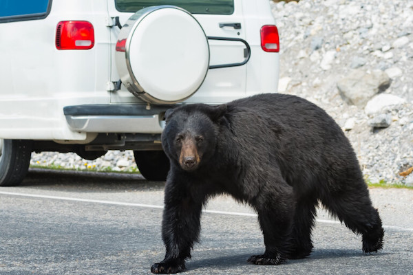 Black Bear