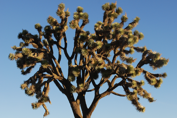 Tree and blue sky