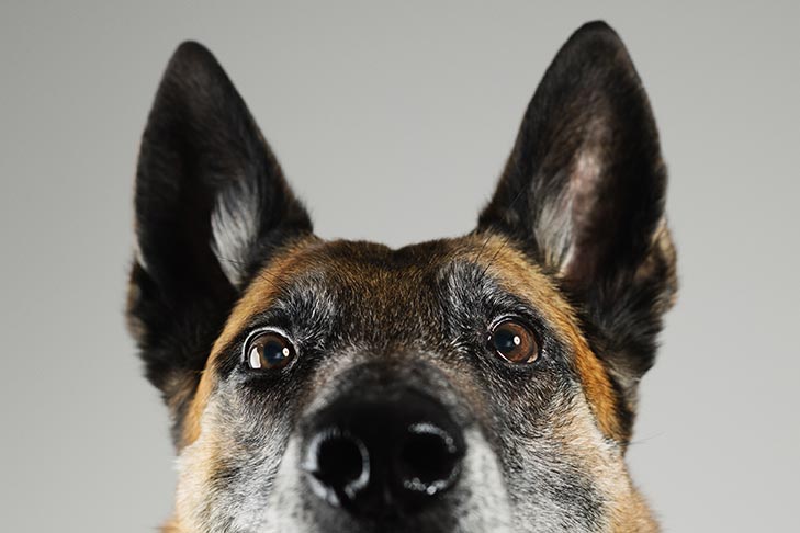 Cataracts in Dogs