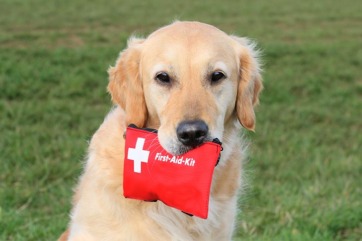 How Does Wildfire Smoke Affect Dogs?