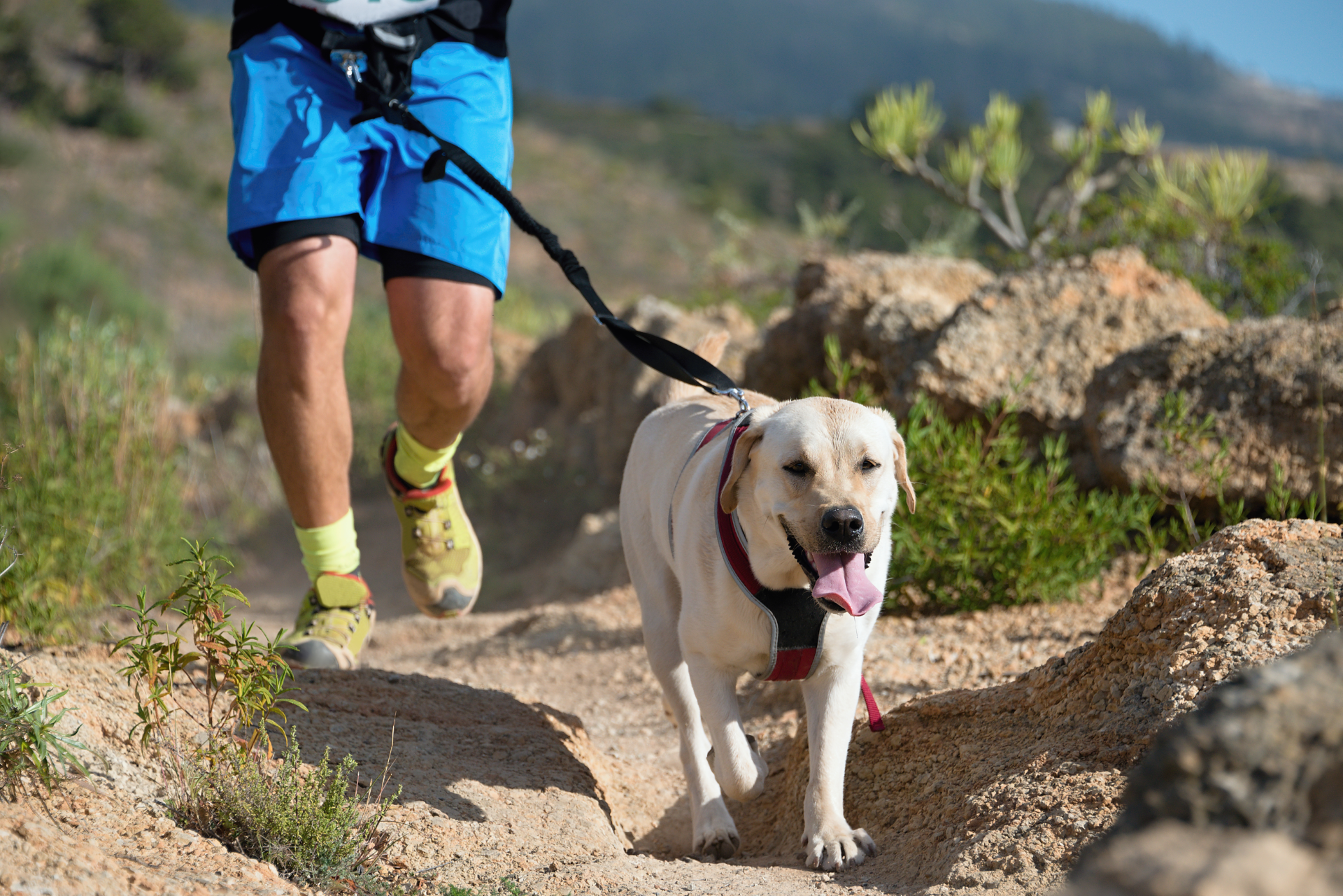 AKC FIT DOG