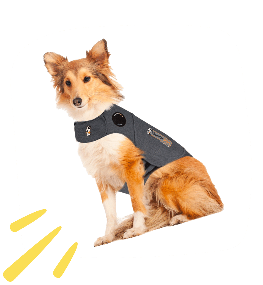 Musthave Products To Keep Your Dog Calm And Safe On July