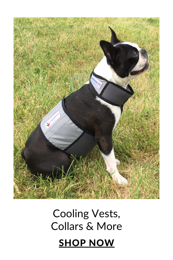 Shop Cooler Dog