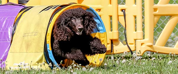 Irish Water Spaniel Club of America National Specialty