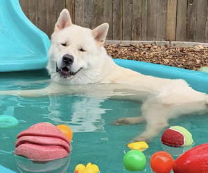 Breed Columns July 2023