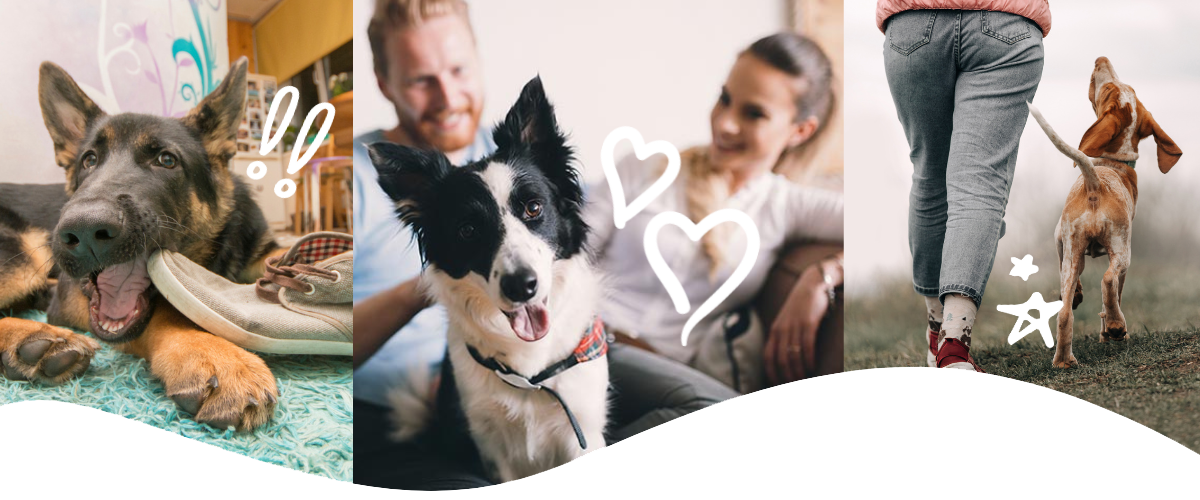 AKC GoodDog Helpline