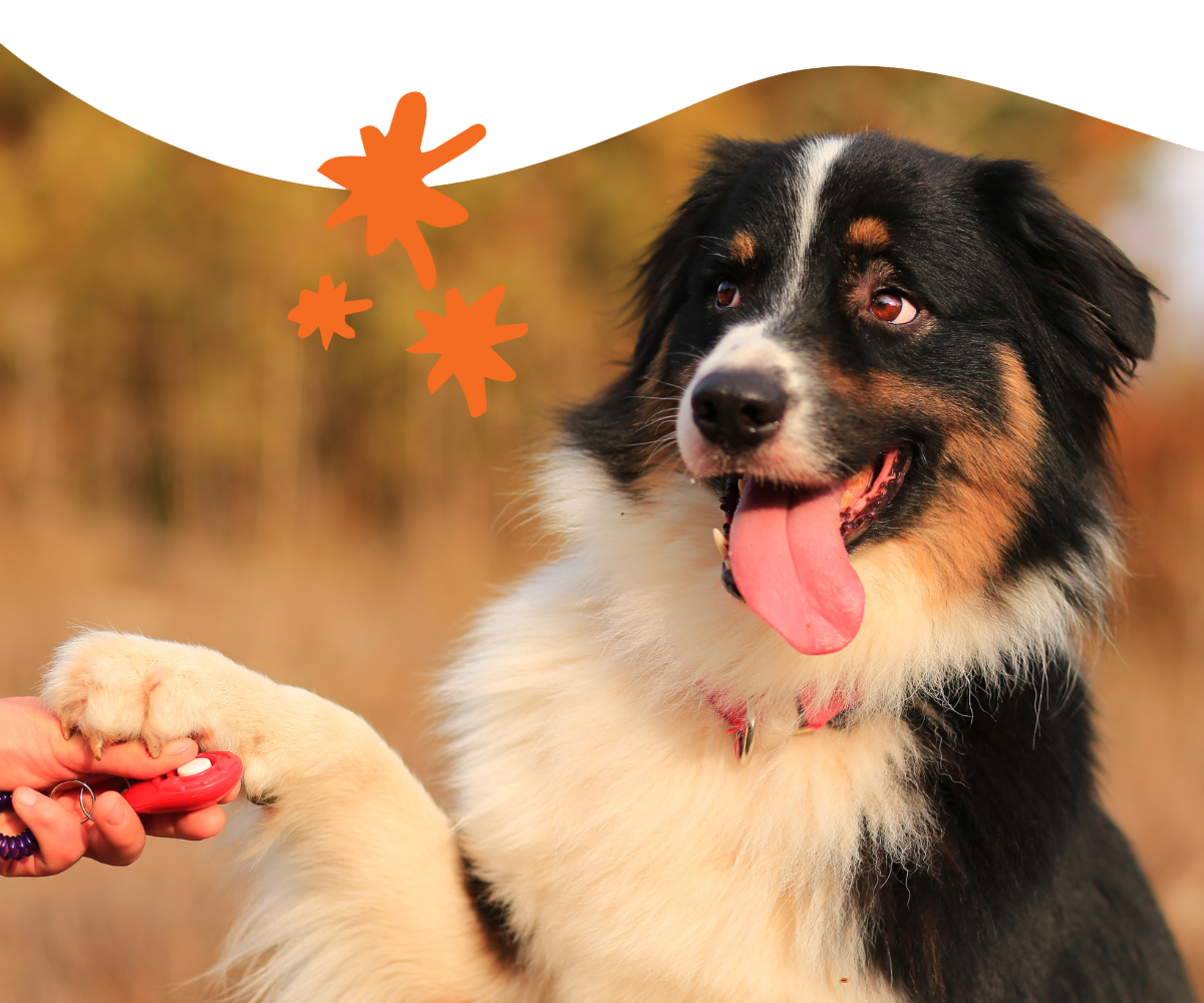 AKC GoodDog Helpline