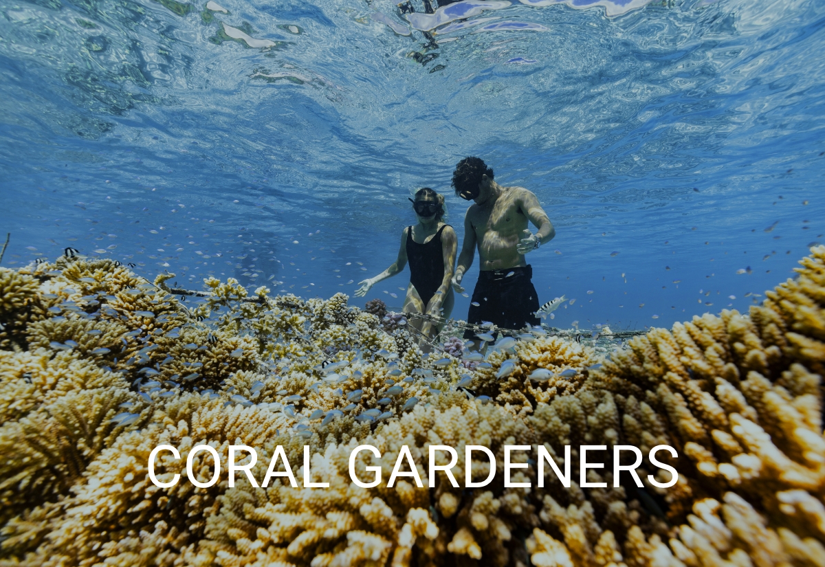 Coral Gardeners