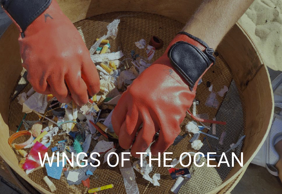 Wings of the Ocean
