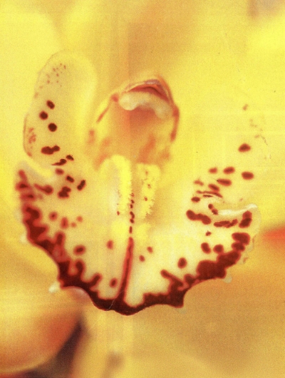 ROXY Essential Trends