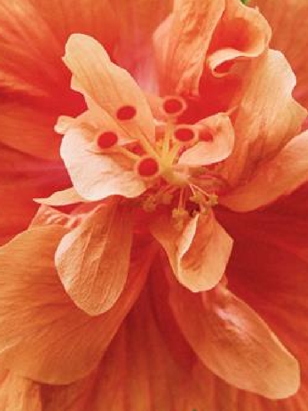 Surfing By Moonlight