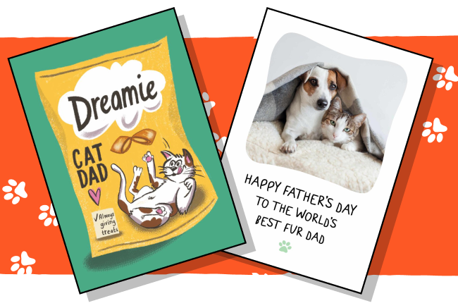 cards from the cat