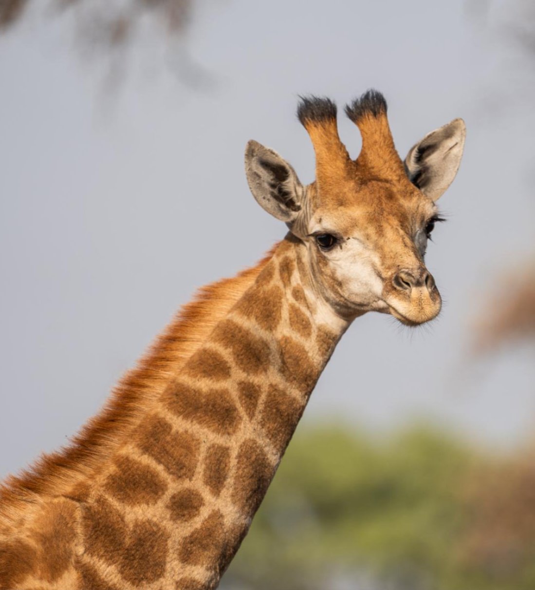 Top Camera Gear for Wildlife Photography