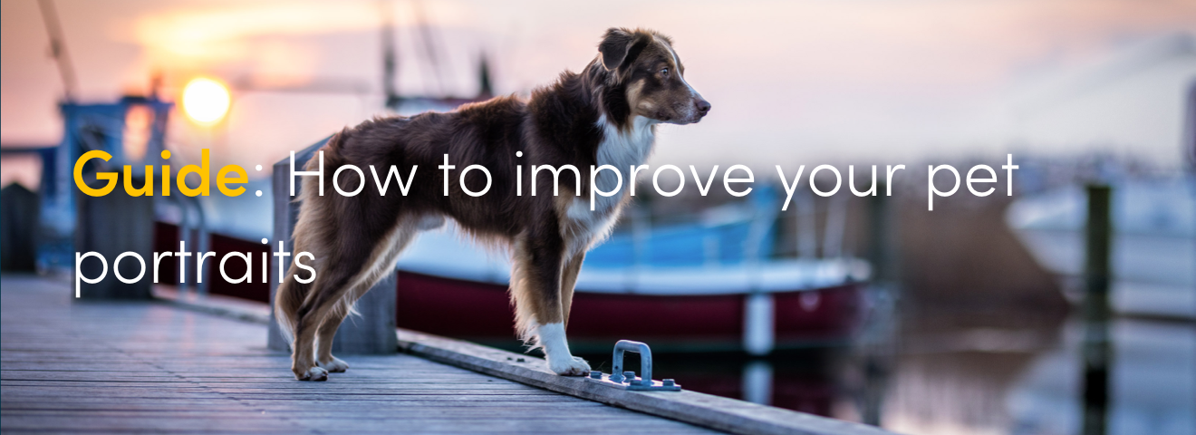 Guide: How to improve your pet portraits