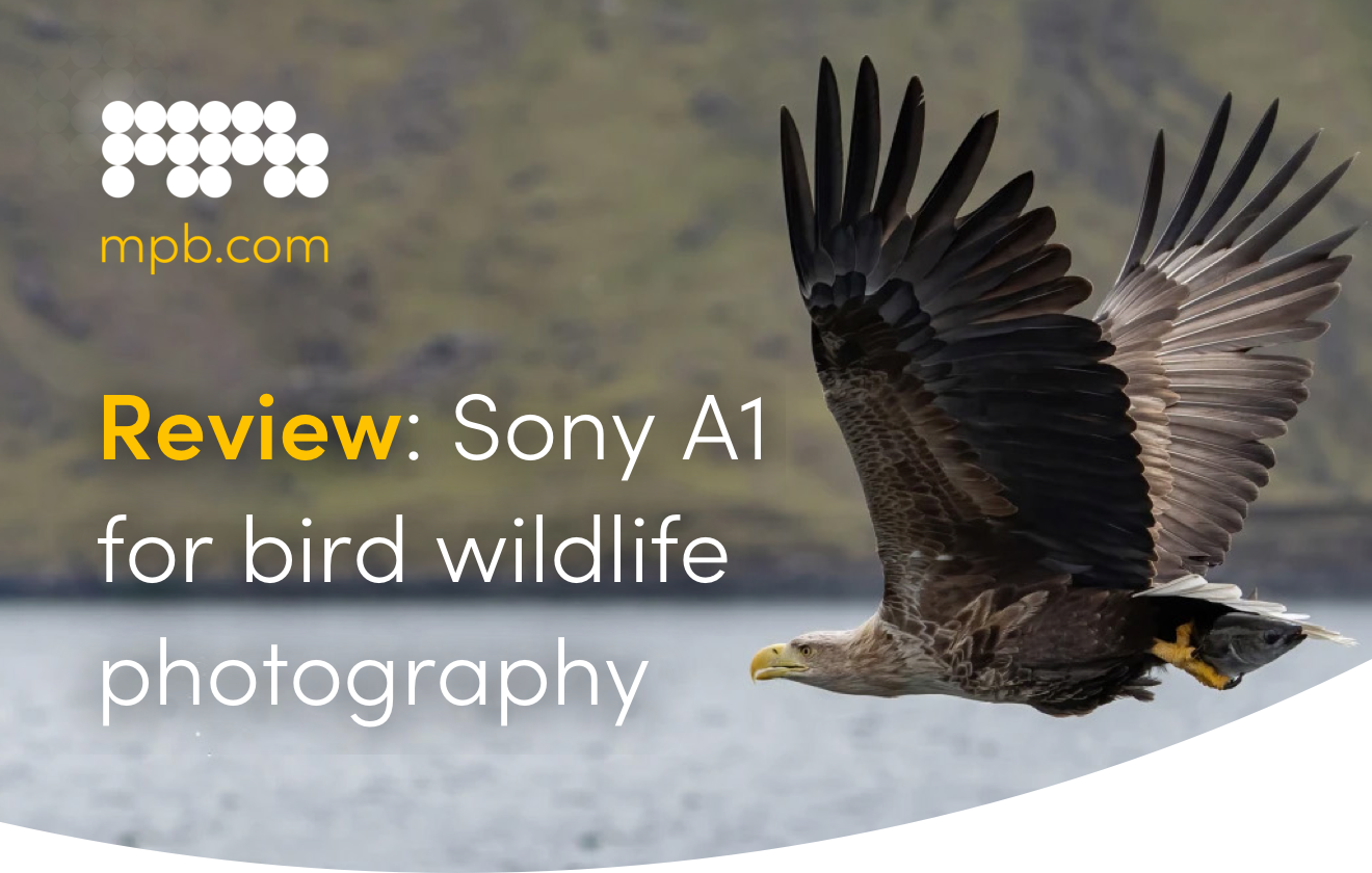 Sony A1 for wildlife photography